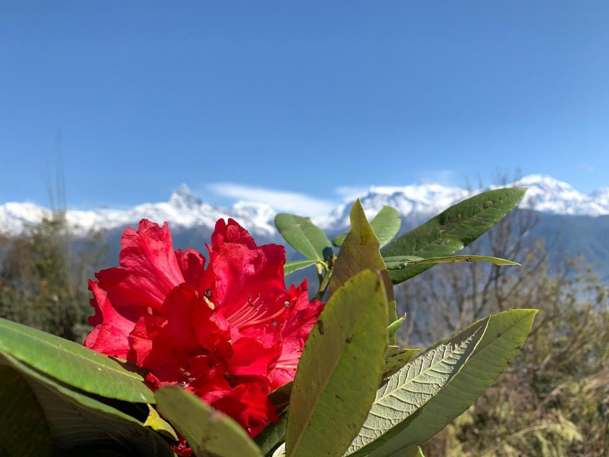 Hotel Pristine Himalaya Pokhara Exterior foto